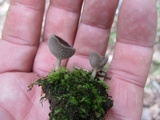 Helvella macropus image