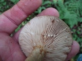 Lactarius argillaceifolius image