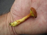 Phylloporus rhodoxanthus image