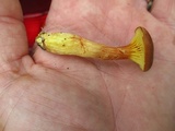 Phylloporus rhodoxanthus image