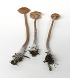 Laccaria bicolor image