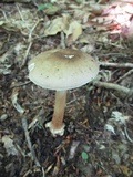 Amanita brunnescens image
