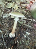 Amanita brunnescens image