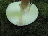 Amanita brunnescens image