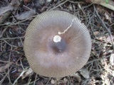 Amanita rhacopus image