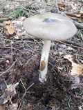 Amanita rhacopus image