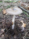 Amanita rhacopus image