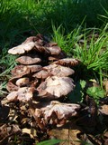 Psathyrella bipellis image
