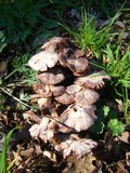 Psathyrella bipellis image