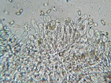 Inocybe rimosa image