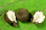 Xylaria polymorpha image