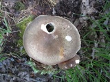 Russula crustosa image
