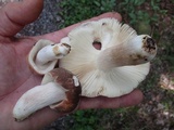 Russula crustosa image
