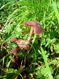 Psathyrella bipellis image