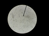 Russula crustosa image