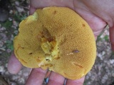Suillus subaureus image