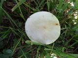Amanita brunnescens image
