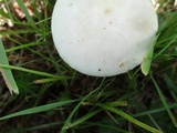 Amanita brunnescens image