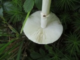 Amanita brunnescens image
