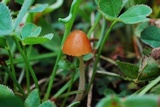 Conocybe cyanopus image