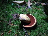 Boletus vermiculosus image