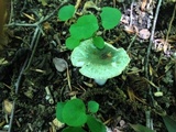 Russula parvovirescens image