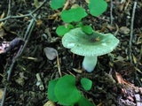 Russula parvovirescens image