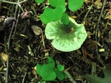 Russula parvovirescens image