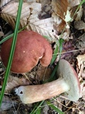 Xanthoconium purpureum image