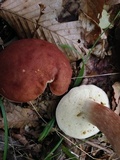 Xanthoconium purpureum image