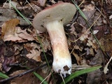 Xanthoconium purpureum image
