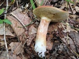Xanthoconium purpureum image