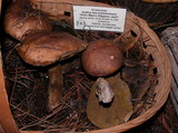 Suillus fuscotomentosus image
