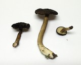 Lactarius fallax image