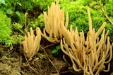 Clavaria fumosa image