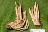 Clavaria fumosa image