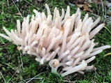 Clavaria fumosa image