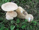 Lactarius subvernalis image