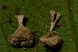 Hyphodontia spathulata image