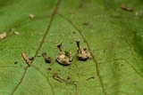 Hyphodontia spathulata image