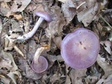 Cortinarius iodes image