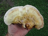 Ganoderma curtisii image