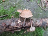 Gymnopus dichrous image