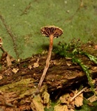 Psilocybe phyllogena image