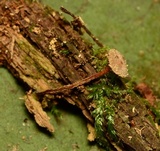 Psilocybe phyllogena image