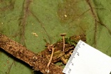 Psilocybe phyllogena image