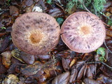 Agaricus hondensis image