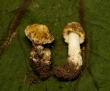 Amanita minutula image