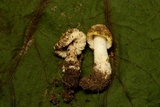 Amanita minutula image