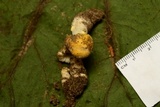 Amanita minutula image